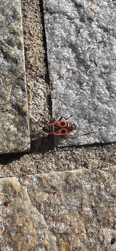 European Firebug