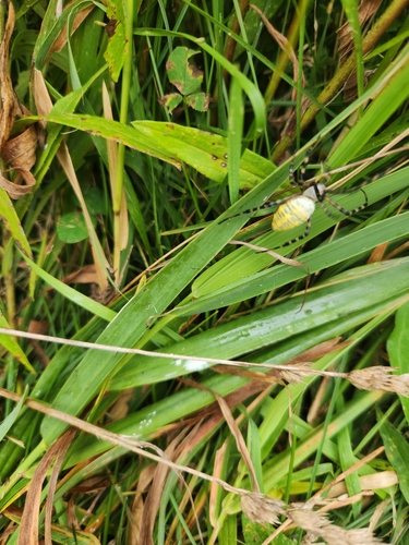 Banded Garden Spider