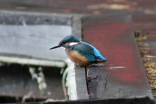 Common Kingfisher