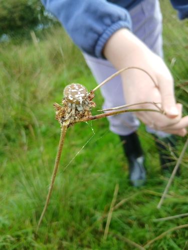 Four-spot Orbweaver