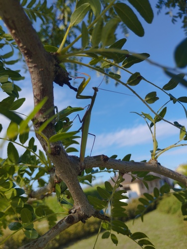 European Mantis