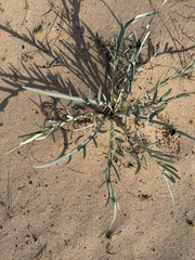 Cirsium pitcheri