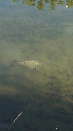 European Carp