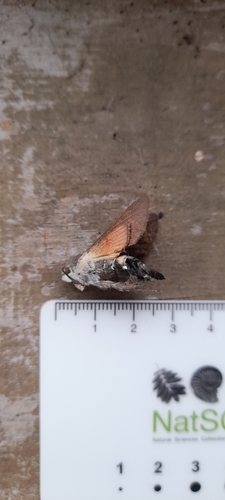 Eurasian Hummingbird Hawkmoth