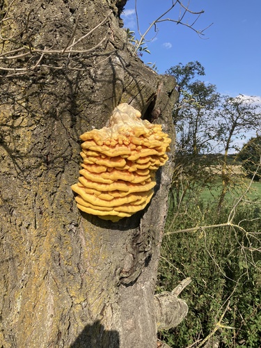 chicken of the woods
