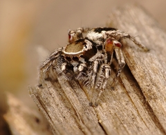 Habronattus formosus