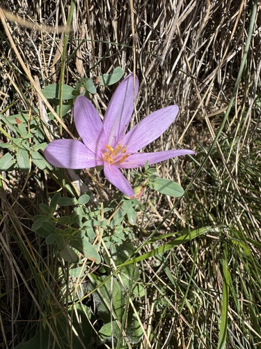 Autumn Crocus