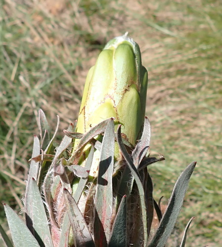 Protea coronata, photograph 6