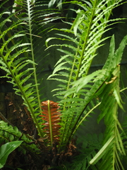 Blechnum brasiliense