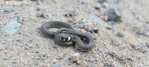 grass snake