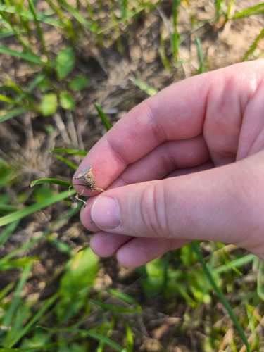field bird's nest fungus