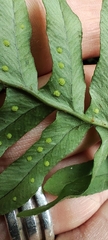 Polypodium interjectum
