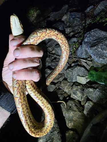 Northern Watersnake