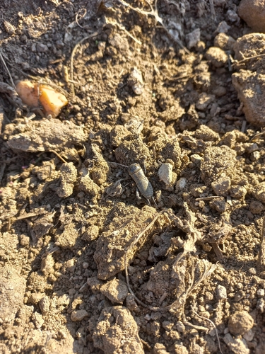 European Field Cricket