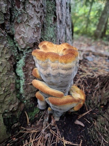 European Dyer's Polypore