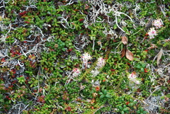 Bryanthus gmelinii