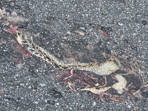 Eastern Hognose Snake