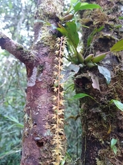 Dendrochilum
