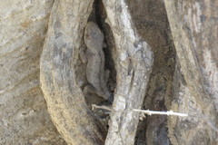 Blaesodactylus sakalava