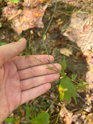 Silene stellata, photograph 3