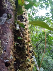 Dendrochilum