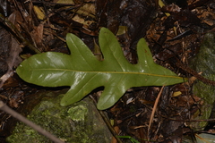 Stenocarpus sinuatus