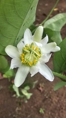 Passiflora biflora, photograph (c) Maria Janeiro, some rights reserved (CC BY)