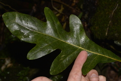 Stenocarpus sinuatus