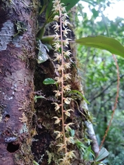 Dendrochilum