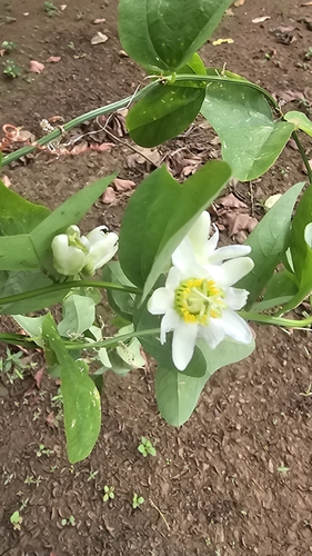 Passiflora biflora, photograph 2