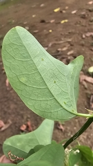 Passiflora biflora, photograph (c) Maria Janeiro, some rights reserved (CC BY)