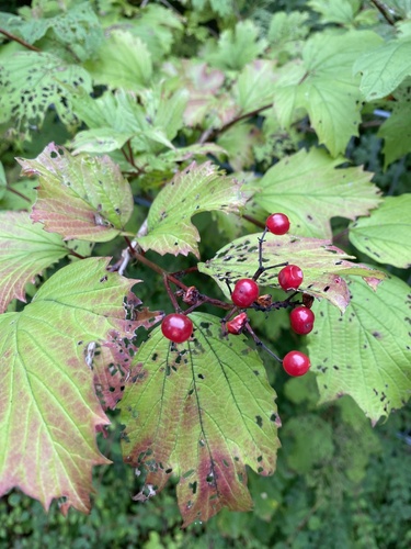 guelder-rose