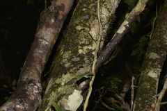 Stenocarpus sinuatus