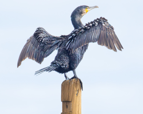 Great Cormorant