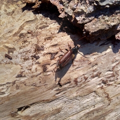 Tetropium castaneum