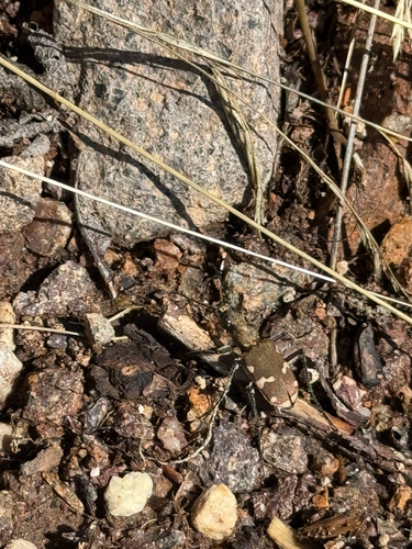 Cicindela sylvicola