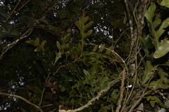 Stenocarpus sinuatus