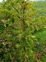 Crataegus monogyna