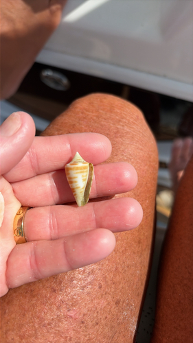 Conus spurius observed 2026-09-10