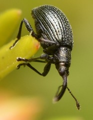Ischnopterapion virens