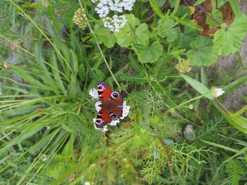 European Peacock Butterfly