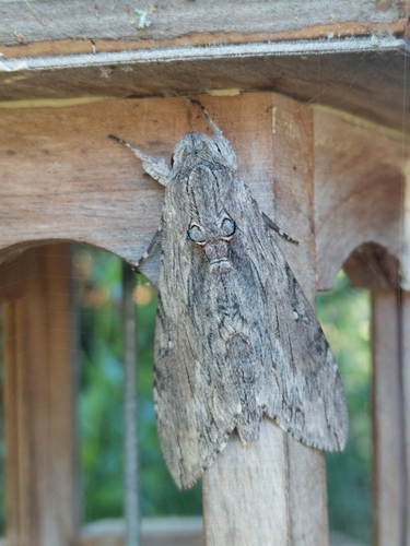 Convolvulus Hawkmoth