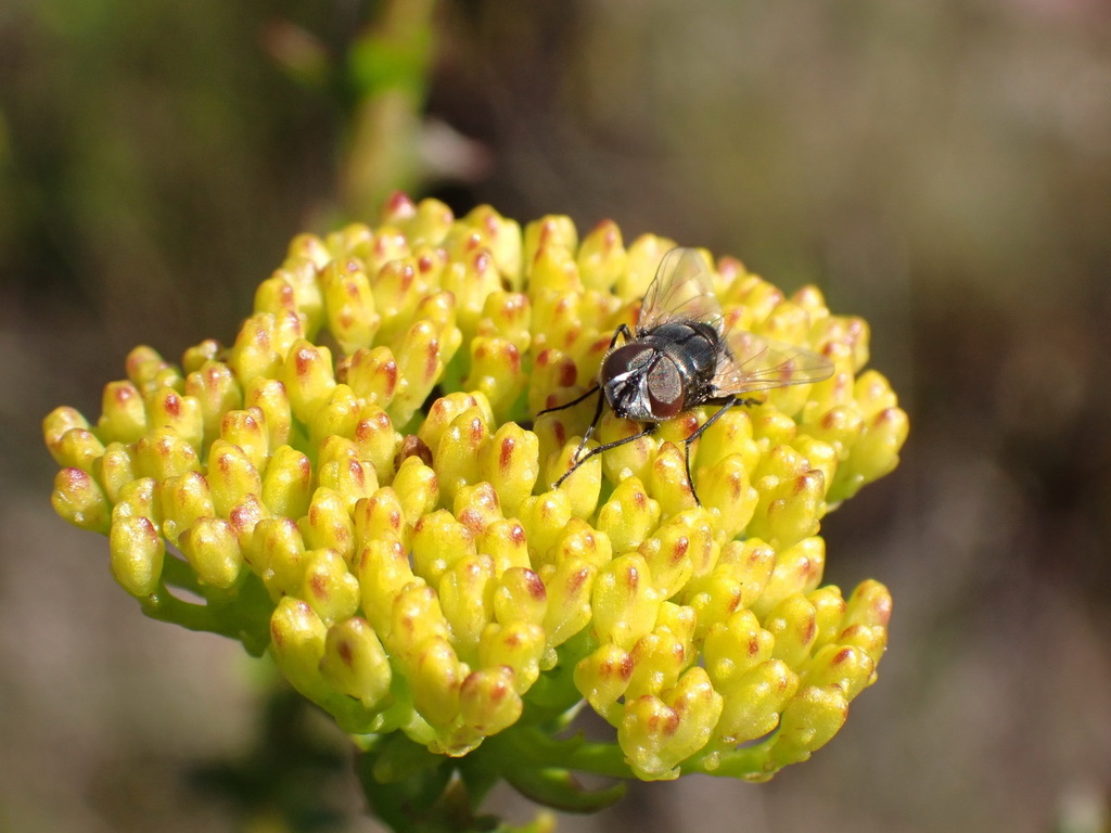 Athanasia dentata; photograph (c) Nicola van Berkel, some rights reserved (CC BY-SA)