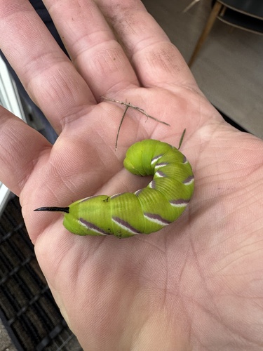Privet Hawkmoth