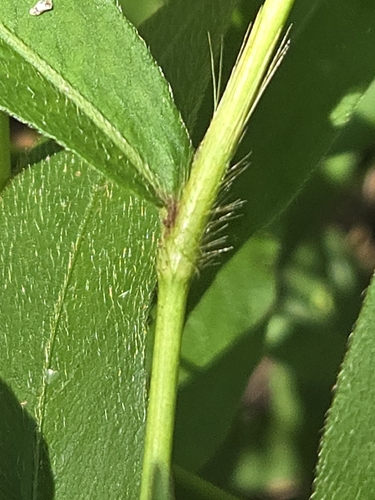 Persicaria setacea, photograph 6