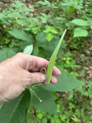 Asclepias exaltata