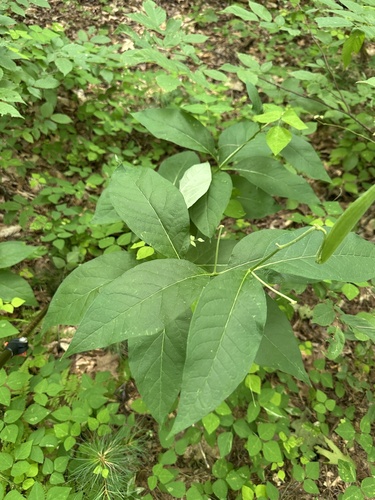 Asclepias exaltata, photograph 2