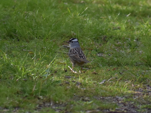 White-crowned Sparrow photographed in Rhode Island