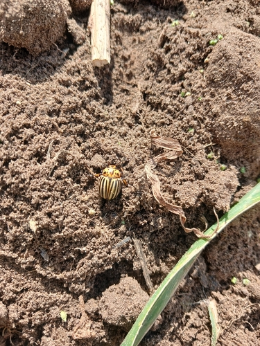 Colorado Potato Beetle