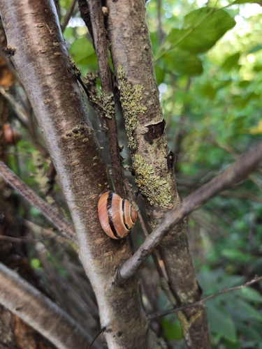Brown-lipped Snail